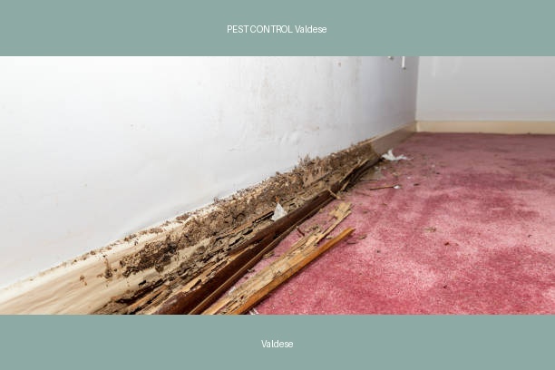 PEST CONTROL Valdese
